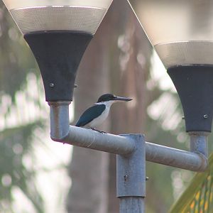 Collared Kingfisher (Todiramphus chloris)