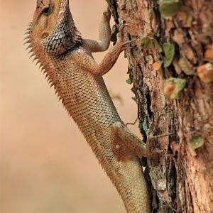 Common Garden Lizard (Calotes versicolor)