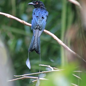 Greater Racquet-tailed Drongo (Dicrurus paradiseus)
