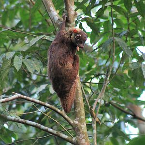 Colugo (Cynocephalus variegatus peninsulae)