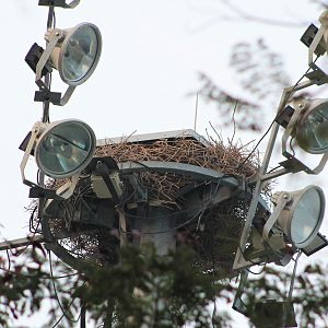 Nest of Monk Parakeets (Myiopsitta monachus)