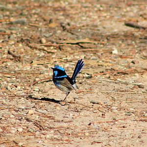 Superb Blue Wren (Malurus cyaneus)