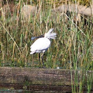 Royal Spoonbill (Platalea regia)