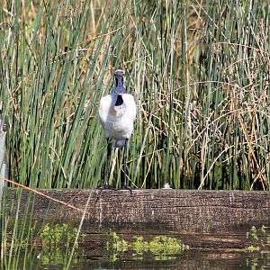 Royal Spoonbill (Platalea regia)