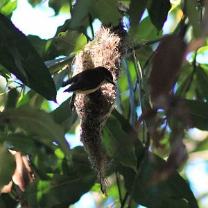 Brown Gerygone (Gerygone mouki) at the nest