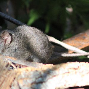 Brown Antechinus (Antechinus stuartii)