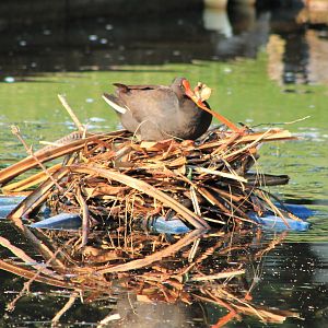 Dusky Moorhen on nest