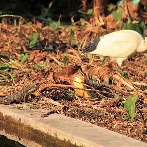 Eastern Water Dragon and Australian White Ibis
