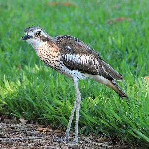 Bush Stone-Curlew (Burhinus grallarius)