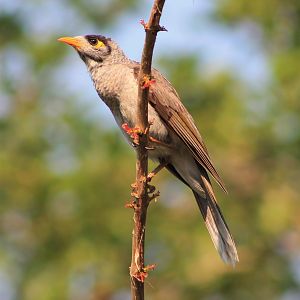 Noisy Miner (Manorina melanocephala)