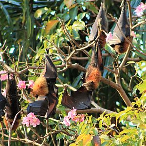 Grey-headed Flying Foxes (Pteropus poliocephalus)