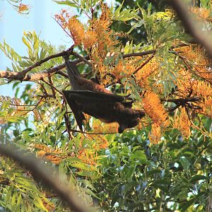 Little Red Flying Fox (Pteropus scapulatus), feeding on nectar