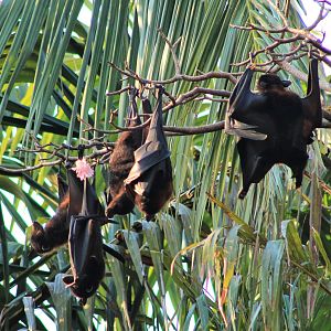 Little Red Flying Foxes (Pteropus scapulatus)
