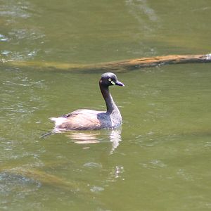 Australian Little Grebe (Tachybaptus novaehollandiae)
