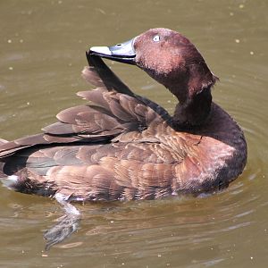 White-eyed Duck (Aythya australis)