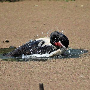 Magpie Goose (Anseranas semipalmata)