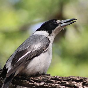Grey Butcherbird (Cracticus torquatus) singing