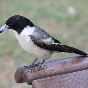 Grey Butcherbird (Cracticus torquatus)