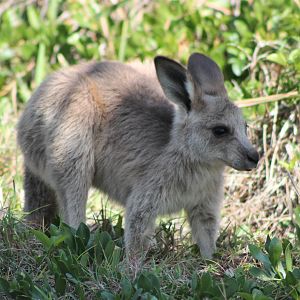 baby Eastern Grey Kangaroo (Macropus giganteus)