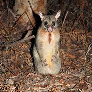 Common Brush-tailed Possum (Trichosurus vulpecula)