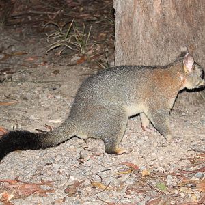 Common Brush-tailed Possum (Trichosurus vulpecula)