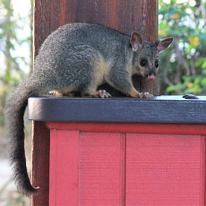 Common Brush-tailed Possum (Trichosurus vulpecula)