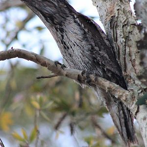 Tawny Frogmouth (Podargus strigoides)
