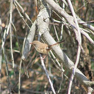 female Red-backed Fairy Wren (Malurus melanocephala)
