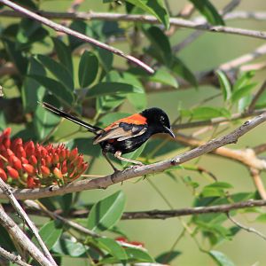male Red-backed Fairy Wren (Malurus melanocephala)