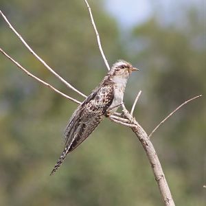 Pallid Cuckoo (Cacomantis pallidus)