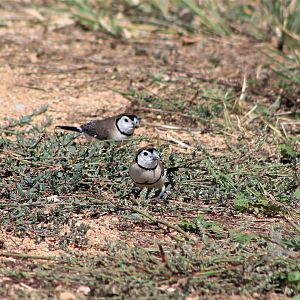 Double-barred or Owl Finches (Taeniopygia bichenovii)