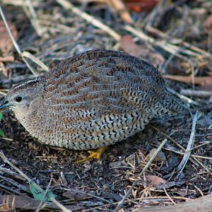 Brown Quail (Coturnix ypsilophora)