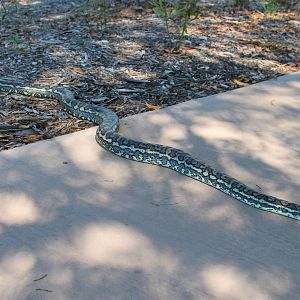Carpet Python (Morelia spilota)