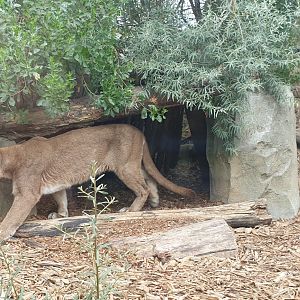 Chilean puma