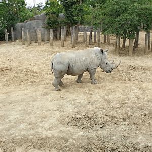 White Rhino, Red Lechwe enclosure