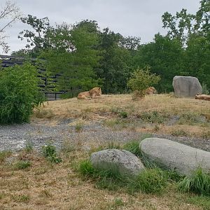 Barbary lion enclosure