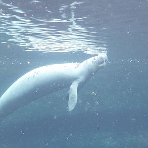 West Indian Manatee