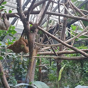Linnaeus' two-toed sloth