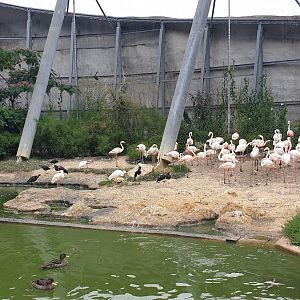 Great Rock Walkthrough Aviary