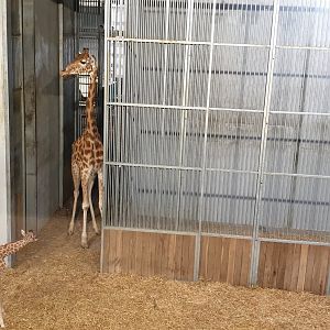 Newborn Kordofan Giraffe 14.07.19