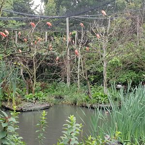 Scarlet ibis colony