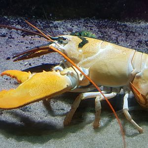 Chimeristic Lobster