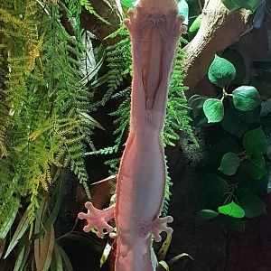 Madagascar leaf-taile gecko - underside