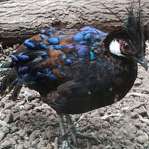 Palawan peacock pheasant - male