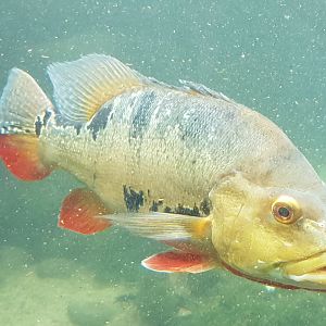 Butterfly peacock bass - Cichla ocellaris