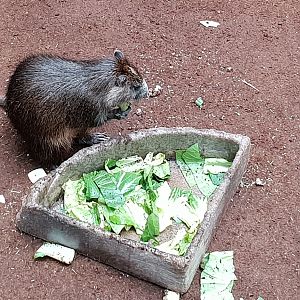 Eating Desmarest's hutia