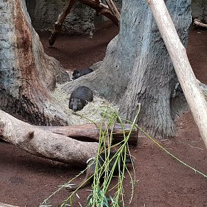 Desmarest's hutia enclosure