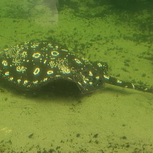 Freshwater ray