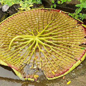 Bottom-side Amazonica regiao
