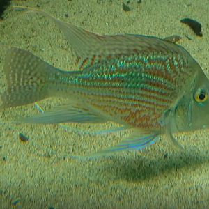 Geophagus sveni